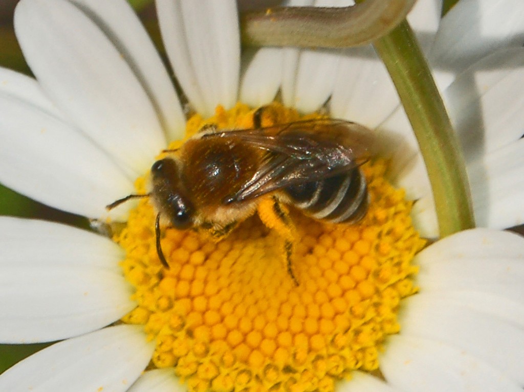 Apidae